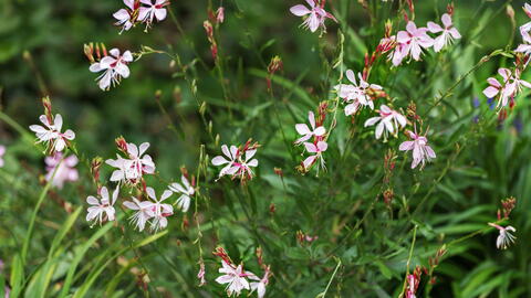 Gaura Plant: Attract Butterflies, Resist Deer, & Thrive in Heat