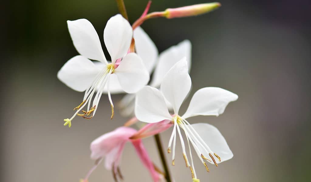 Grow Gaura: The Low-Maintenance Perennial for Stunning Blooms